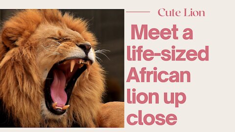 the man who cuddves lion | beast buddies and cute lion.