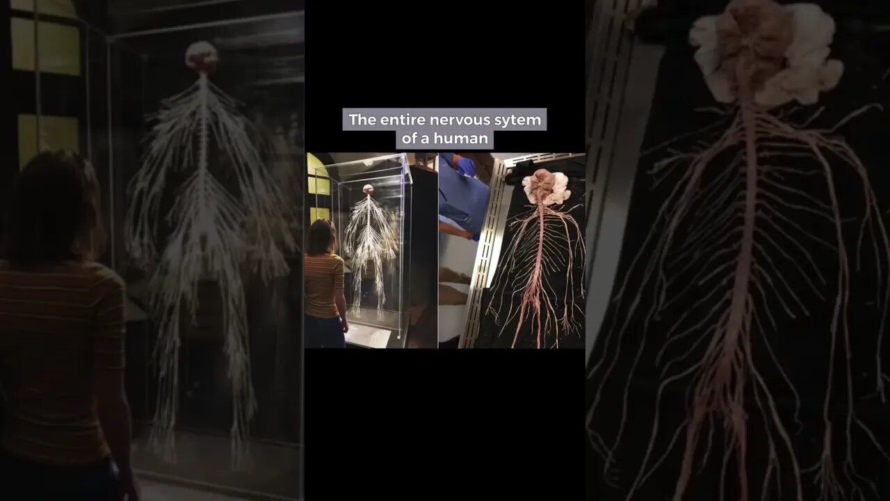 Things that you Need to See Before You Die #shorts