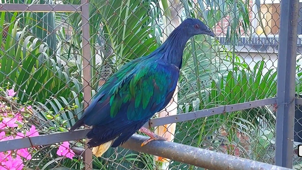 World Unique amazing pigeon farm | fancy pigeons