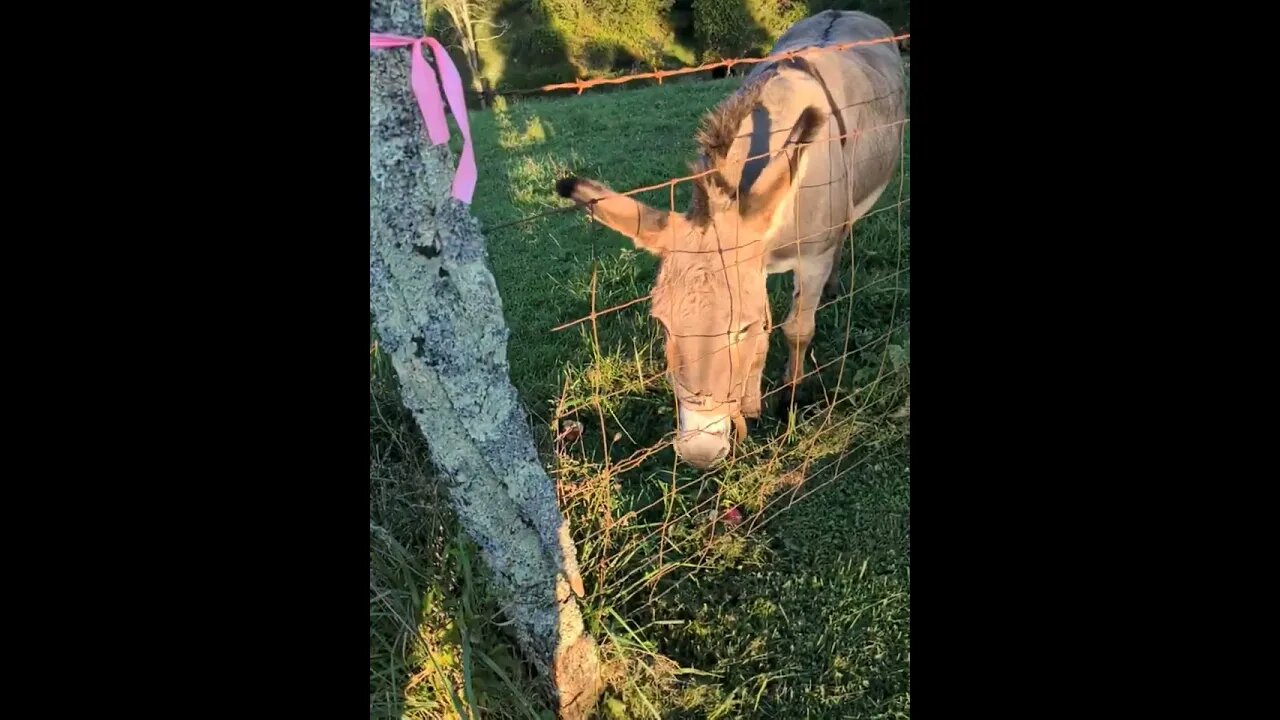 Horses and Donkey at the Meadery