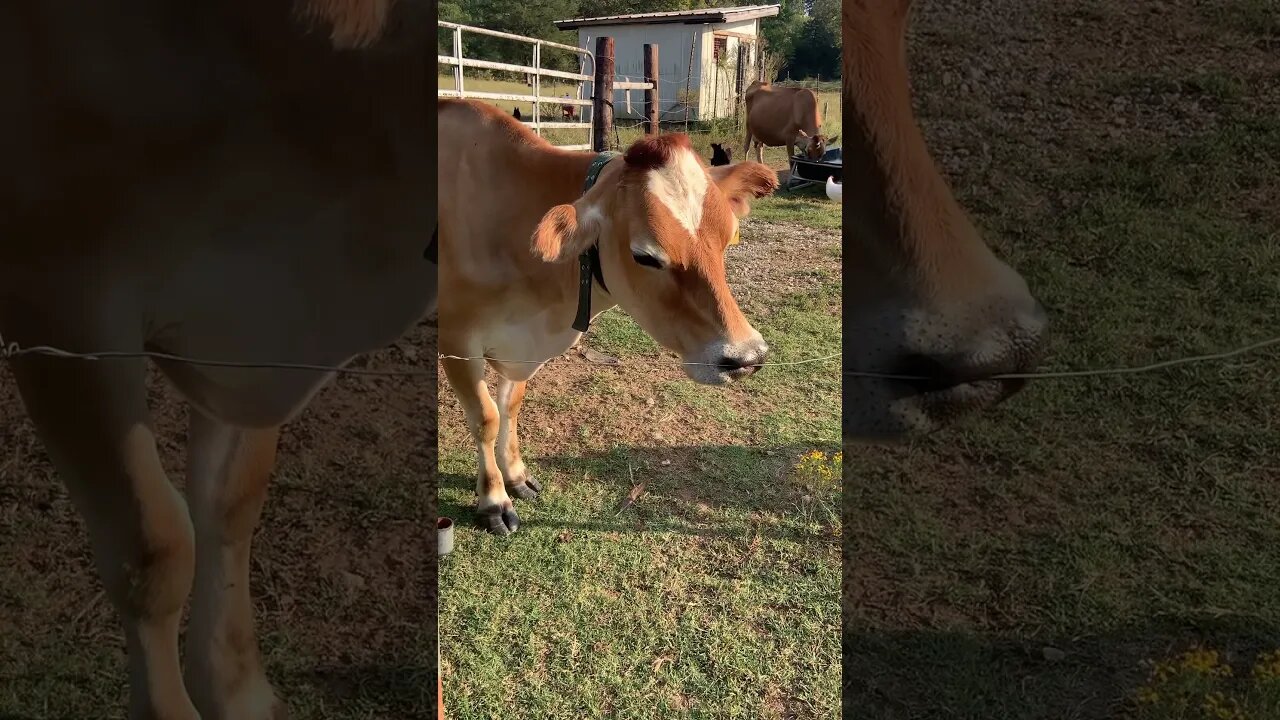 I guess that’s a good place to nap 🤷🏻♀️ #shorts #homesteading #jerseycows