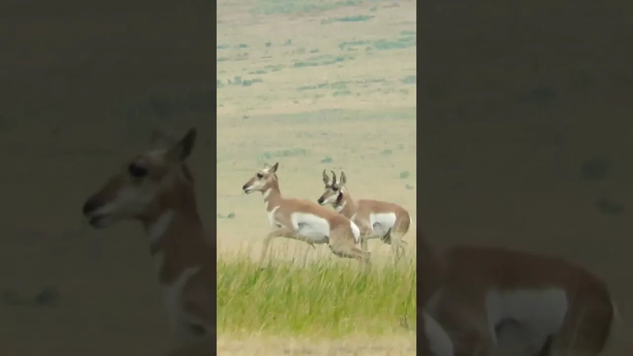 275 Yard Shot | Hunting North American Pronghorn Antelope