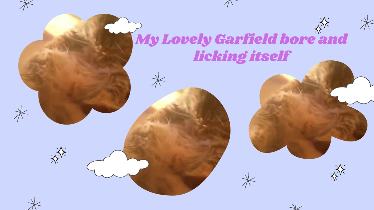 My Lovely Garfield feel bore and lick itself