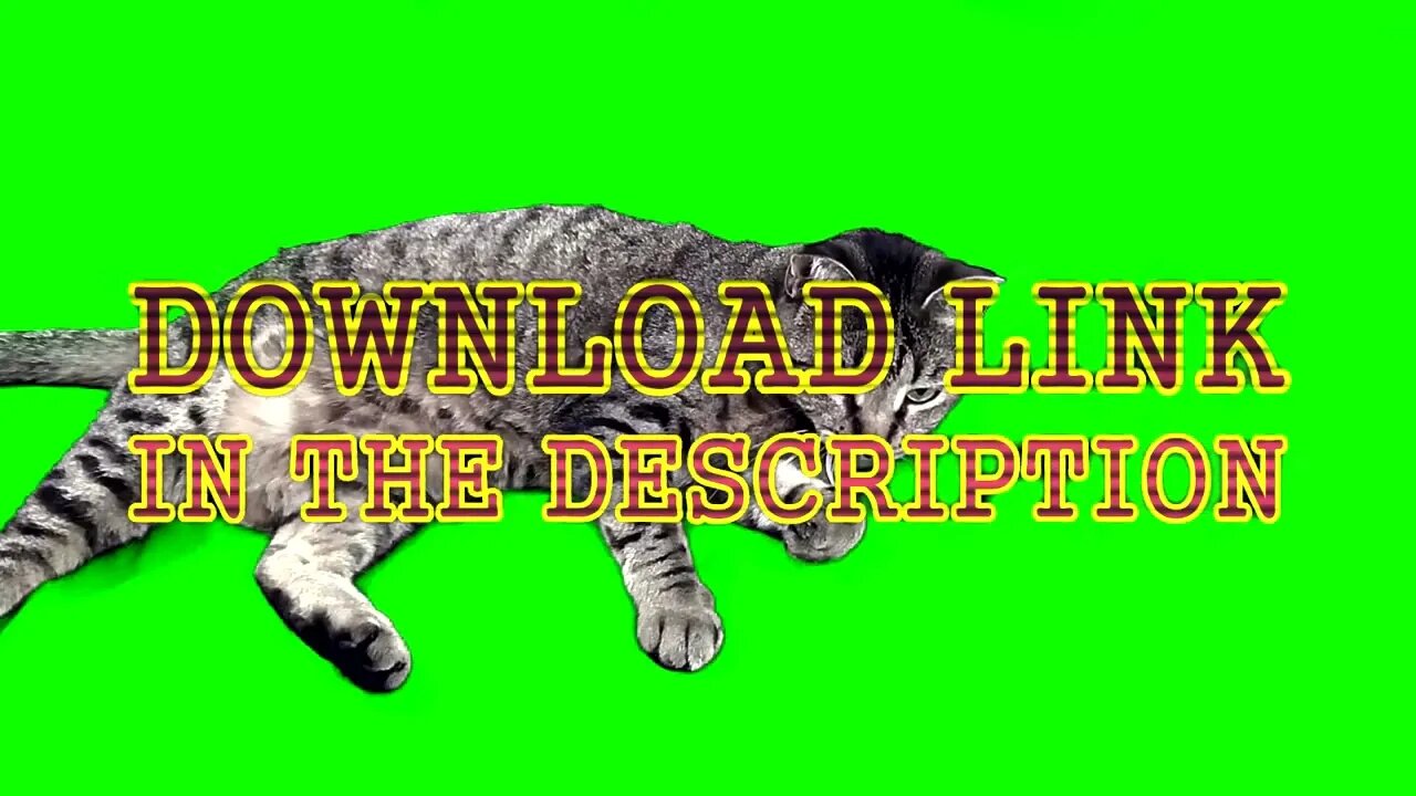 Cat Looks Back and Forth Green Screen Download