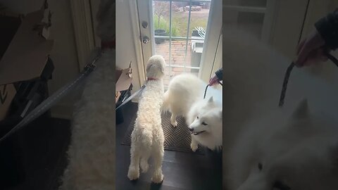 So Hopeful for Playtime