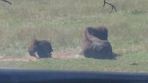 The herd of bison
