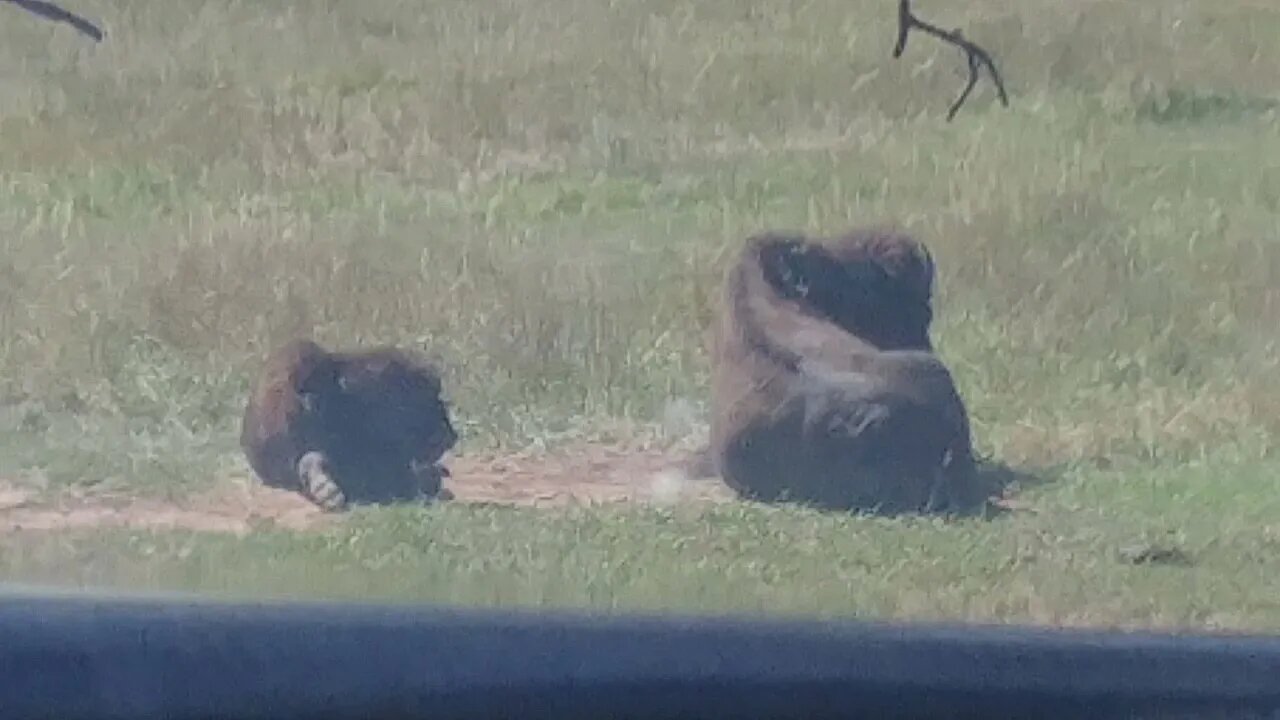 The herd of bison