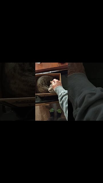 Puss Puss Kitten curled up in a small box and Charlotte comes to look