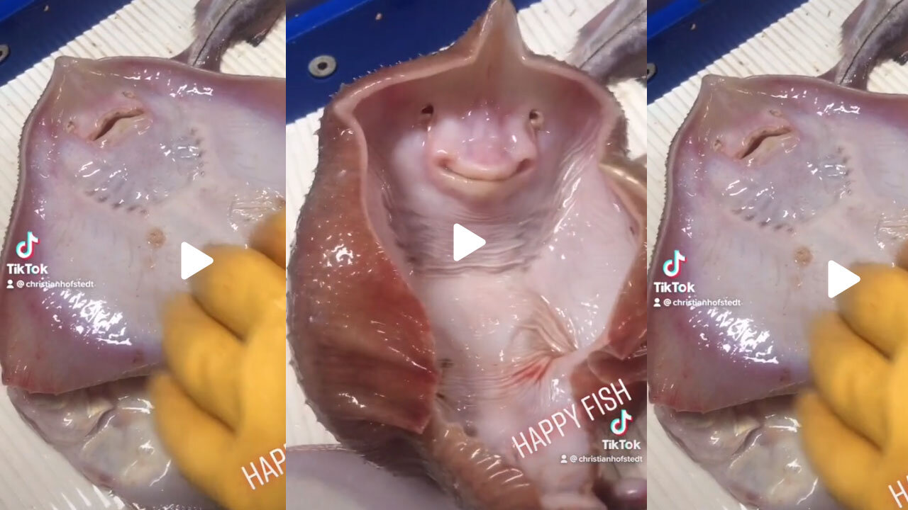 Happy Fish - Top Funny Clip Ever (REALLY FUNNY!!)