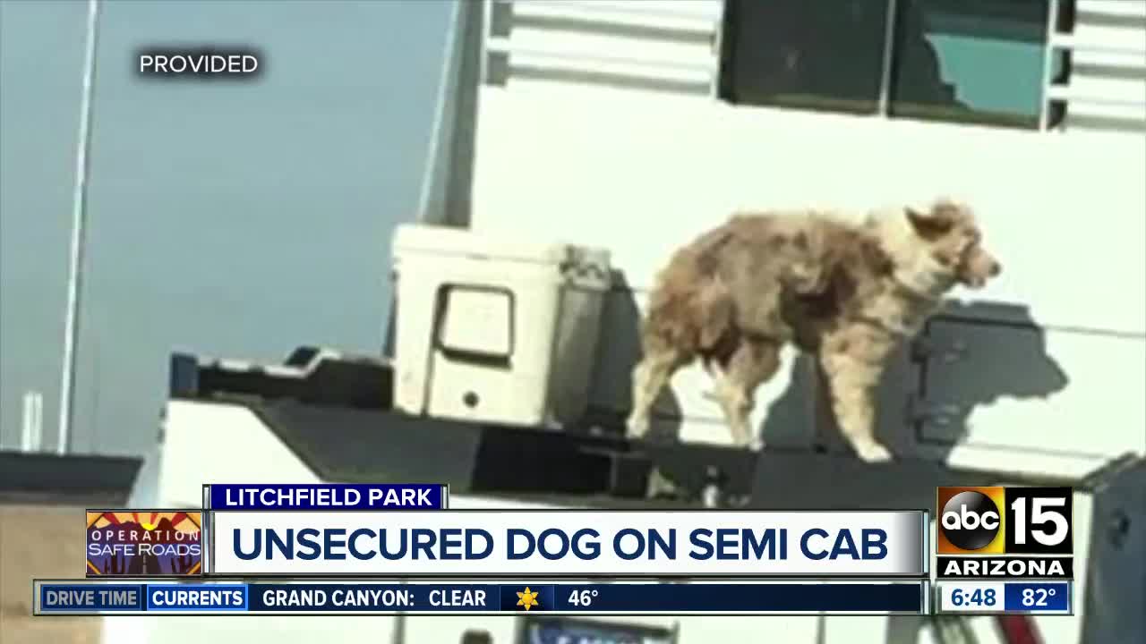 PHOTO: Dog unsecured on back of truck