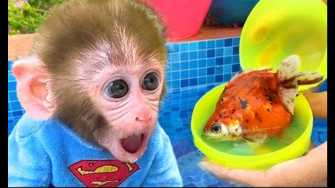 Monkey Baby Bon Bon and pupy opens surprise