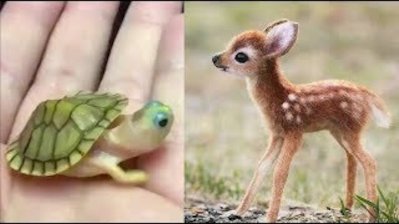 cute baby animal video compilations cute moment of the animal