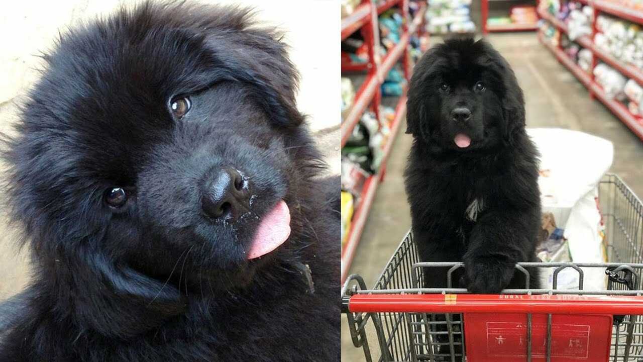 Funniest & Cutest Newfoundland Puppies Funny Puppy Videos 2020