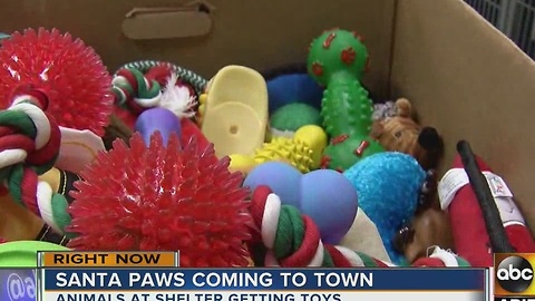 Dogs, cats at shelter get toys for Christmas