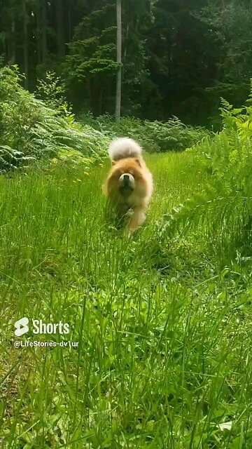 Jack enjoying today's sunshine #chowchow #dog #dogs #doglover #shorts #short