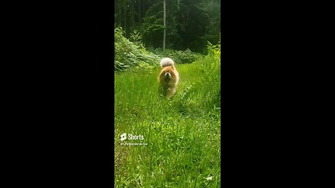 Jack enjoying today's sunshine #chowchow #dog #dogs #doglover #shorts #short