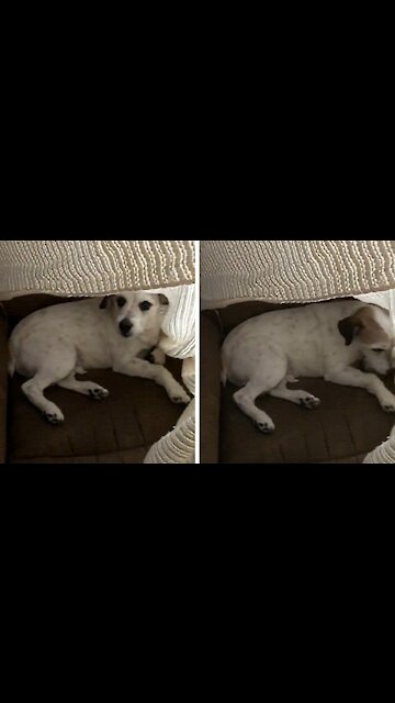 Dog hiding under the sheets is discovered and his reaction is pretending to be a victim