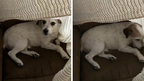 Dog hiding under the sheets is discovered and his reaction is pretending to be a victim