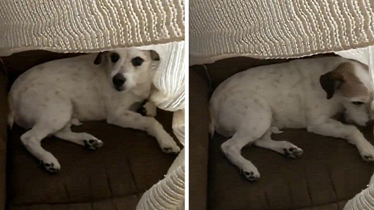 Dog hiding under the sheets is discovered and his reaction is pretending to be a victim