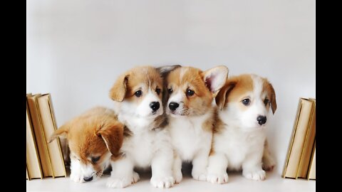 Very Cute and Beautiful Puppies