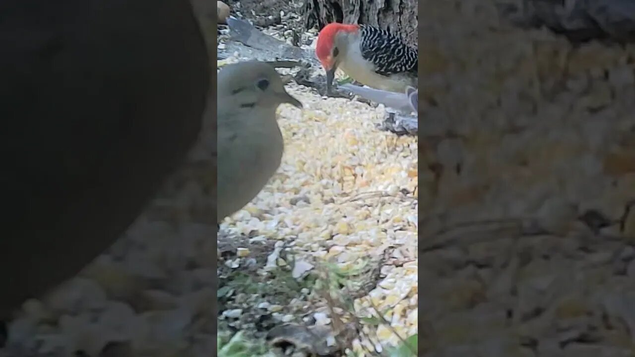 Woodpecker 🐦and his friend dove🕊️ having afternoon🌇 meal 🥣#cute #funny #animal #nature #wildlife