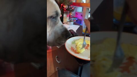 She eats from a fork??? #dogs #love #shorts #like #short #lol #food #funny #funnyvideo #shortsvideo