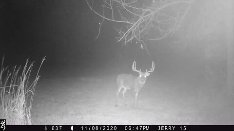 Big buck working a scrape and licking branch