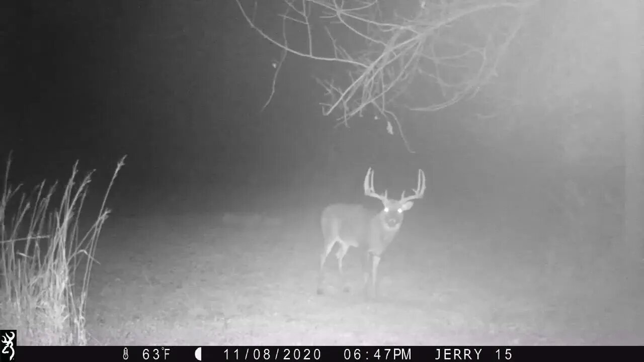 Big buck working a scrape and licking branch