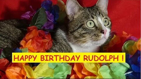 Kitten Rudolph Celebrates His First Birthday - the Talking Cat