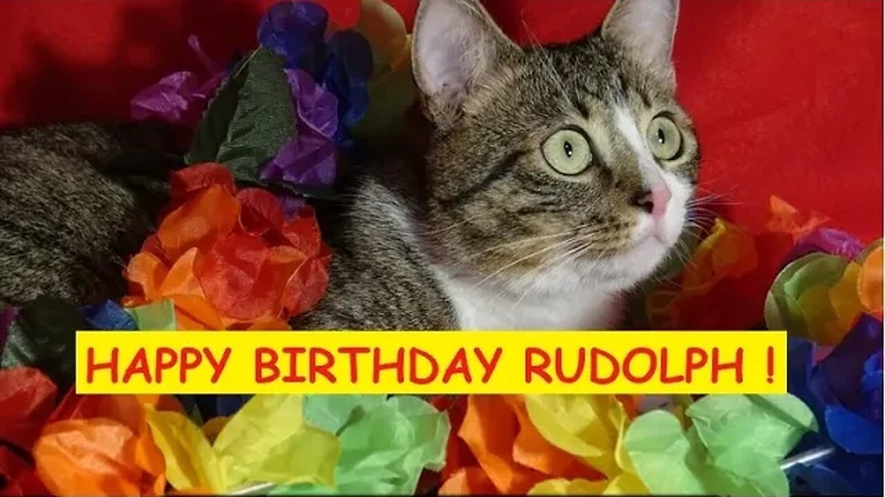 Kitten Rudolph Celebrates His First Birthday - the Talking Cat