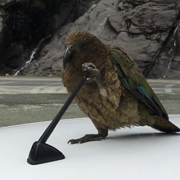 Polite Man Asks Hawk To Go Away, Hawk Ignores Polite Man