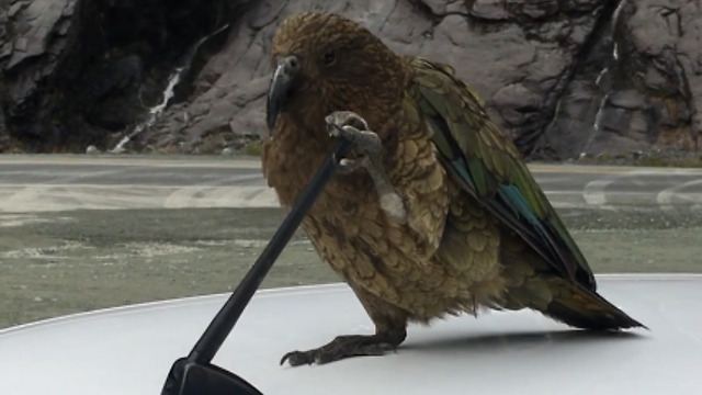 Polite Man Asks Hawk To Go Away, Hawk Ignores Polite Man