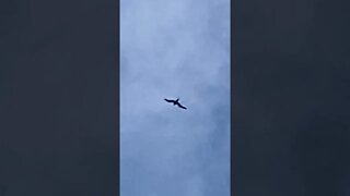 ʻAʻO SHEARWATER BIRD SOARING