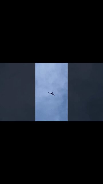 ʻAʻO SHEARWATER BIRD SOARING