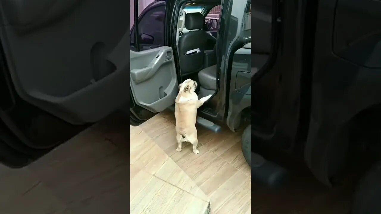 Pug Gordinho Entrando no Carro #shorts