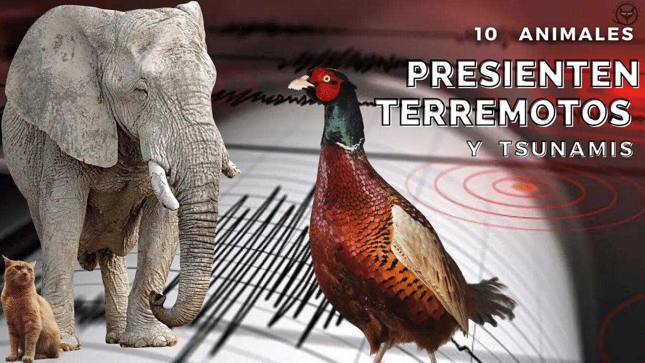 10 ANIMALES que PRESIENTEN TERREMOTOS Y TSUNAMIS.