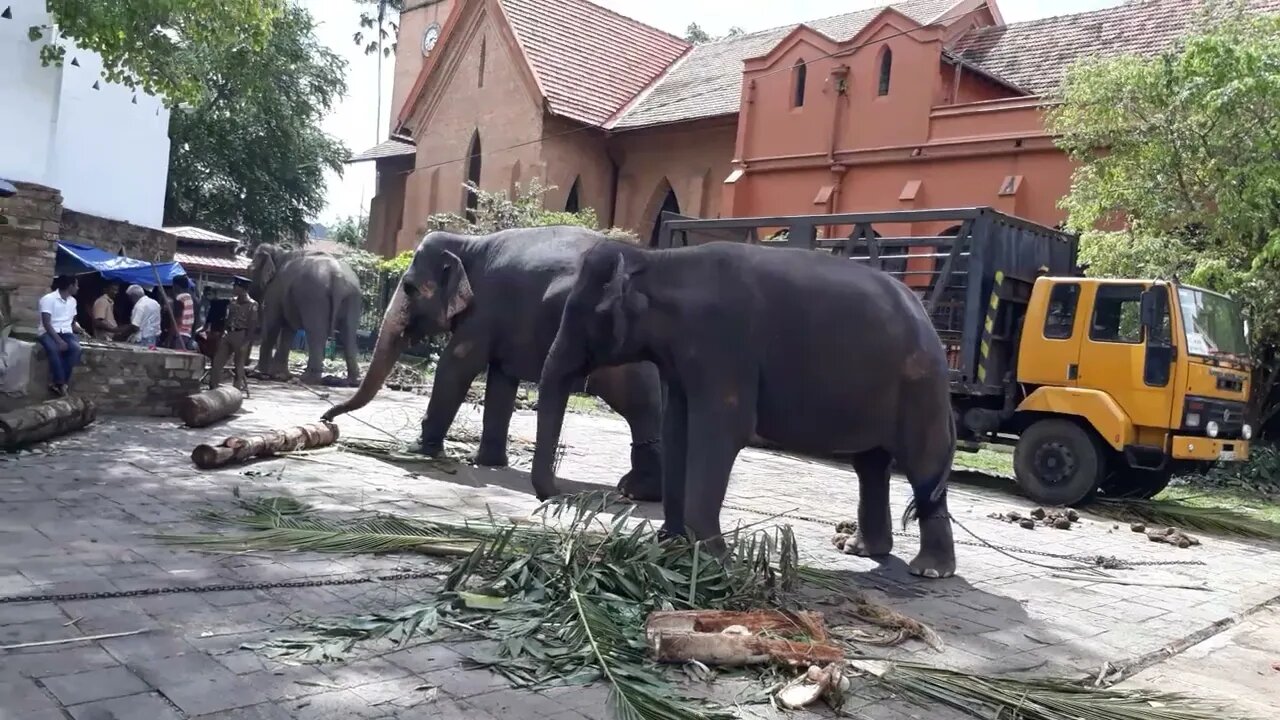 Indian Raja Eliphant and TEAM Danzing Wildlife