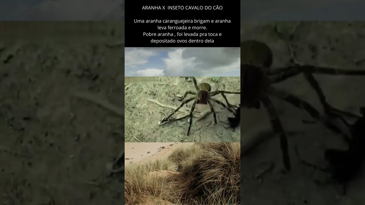 Inseto cavalo do cão leva ferroada e morre