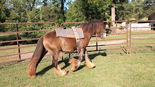 Gypsy Colt Quiggly Ground Work