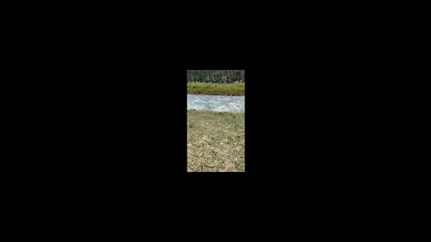 Mooky and his family checks out a river in Yellowstone￼