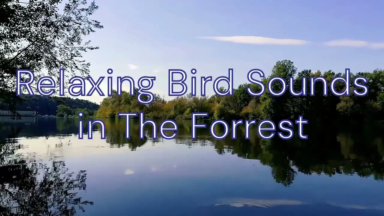 Relaxing Bird Sounds for Sleeping