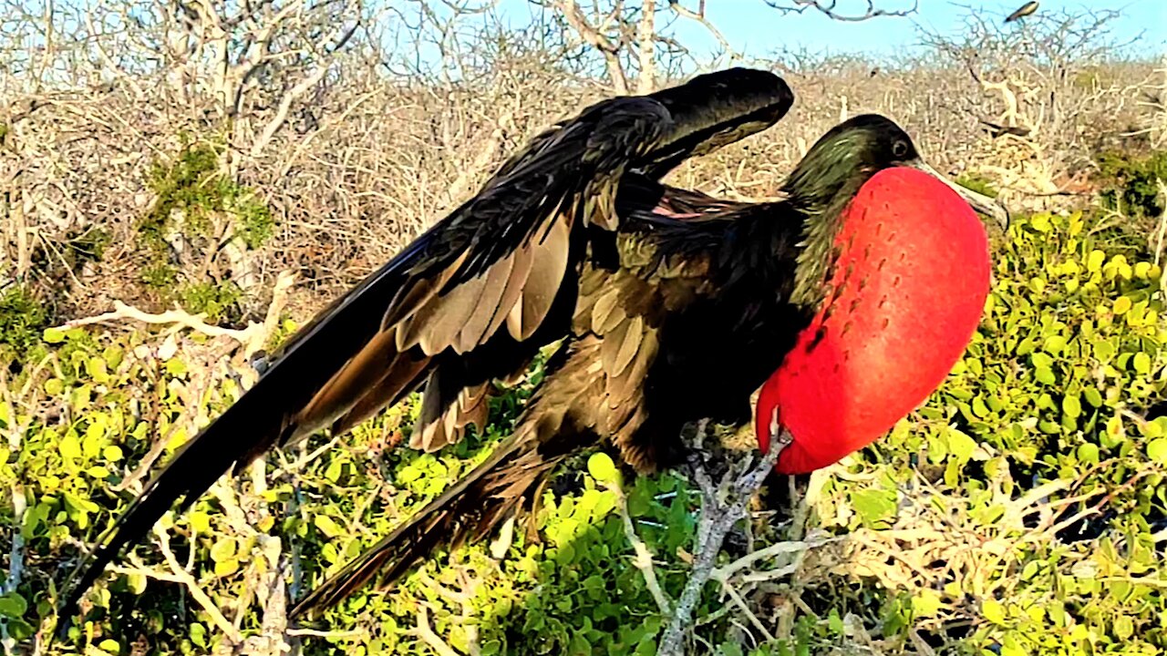 These beautiful frigatebirds are the "pirates"of the bird world