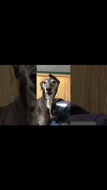 Elsa the greyhound
