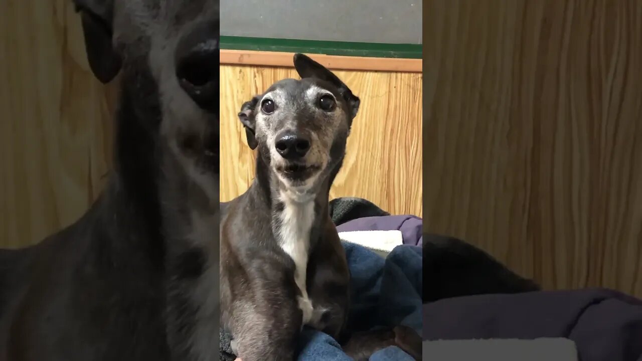 Elsa the greyhound