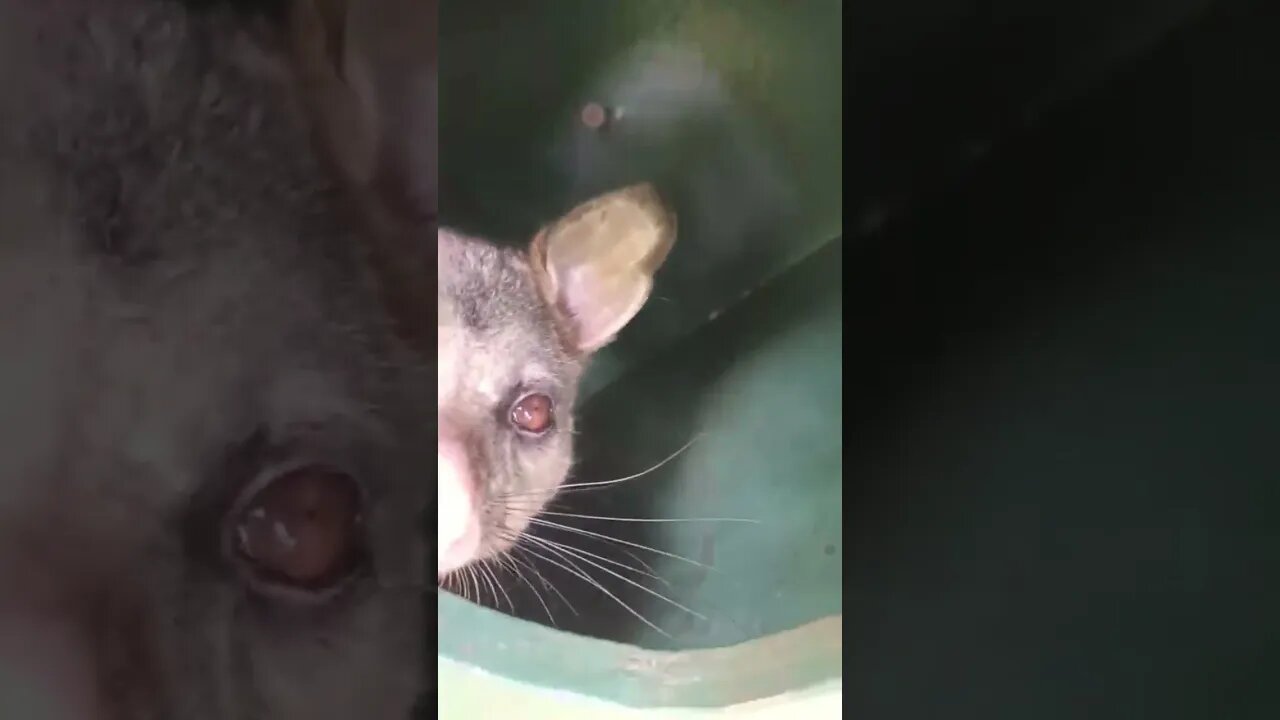 Lamington & Vegemite The Possums! "Cake Please Dan!" #seeaustralia #comeandsaygday #possums #furbaby