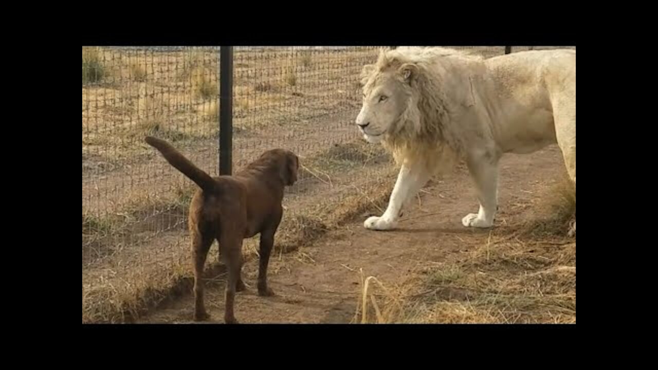 A lion kisses the hands of a dog