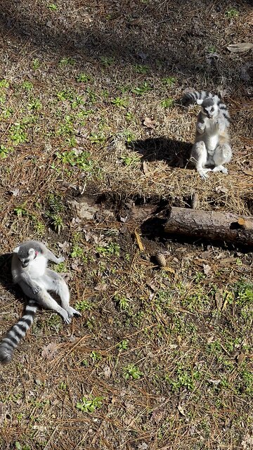 Cute Lemurs