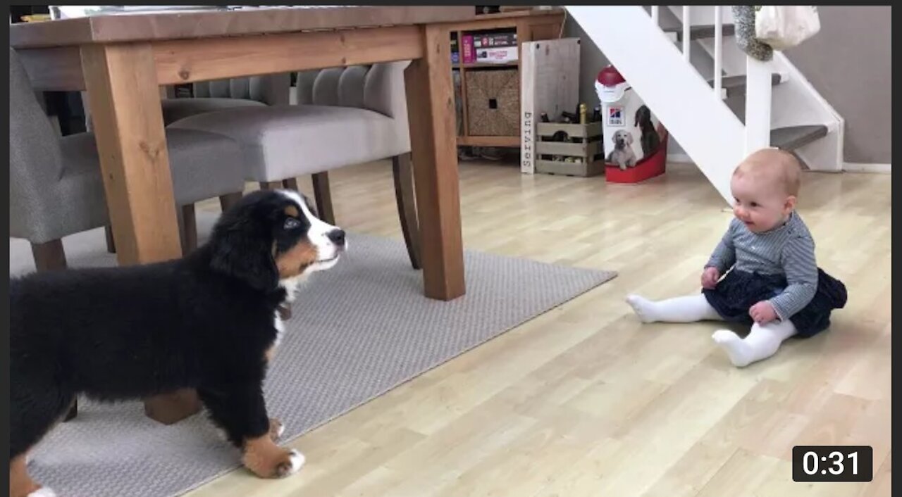 FIRST MEETING BABY VS BERNESE MOUNTAIN DOG PUPPY2021