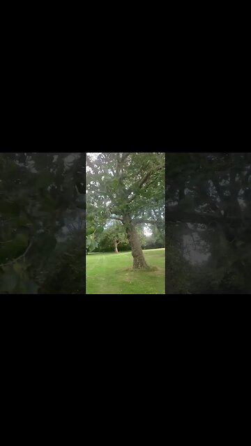 I found such an interesting tree in the park-take a look