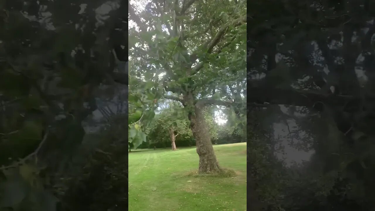 I found such an interesting tree in the park-take a look